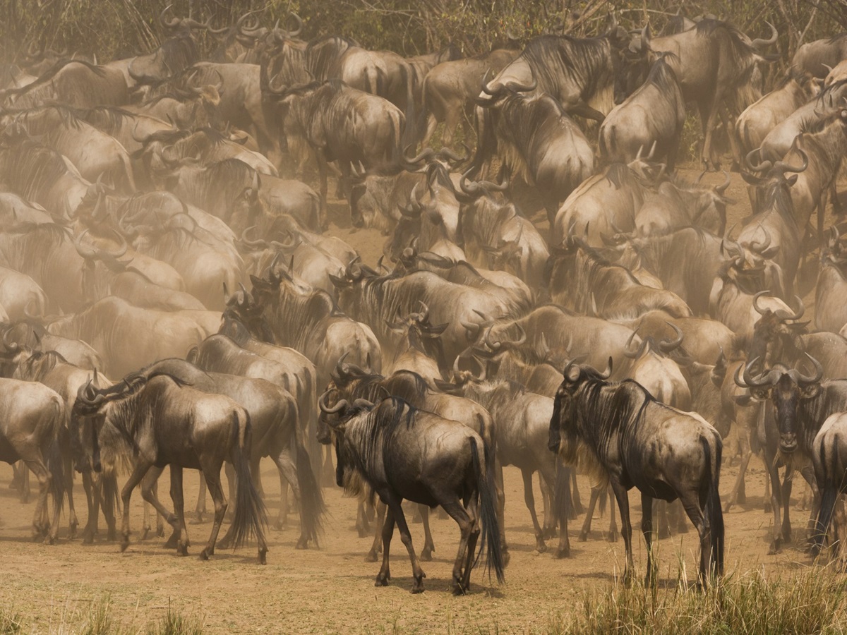 Great Wildebeest Migration & Why Do Wildebeest Migrate