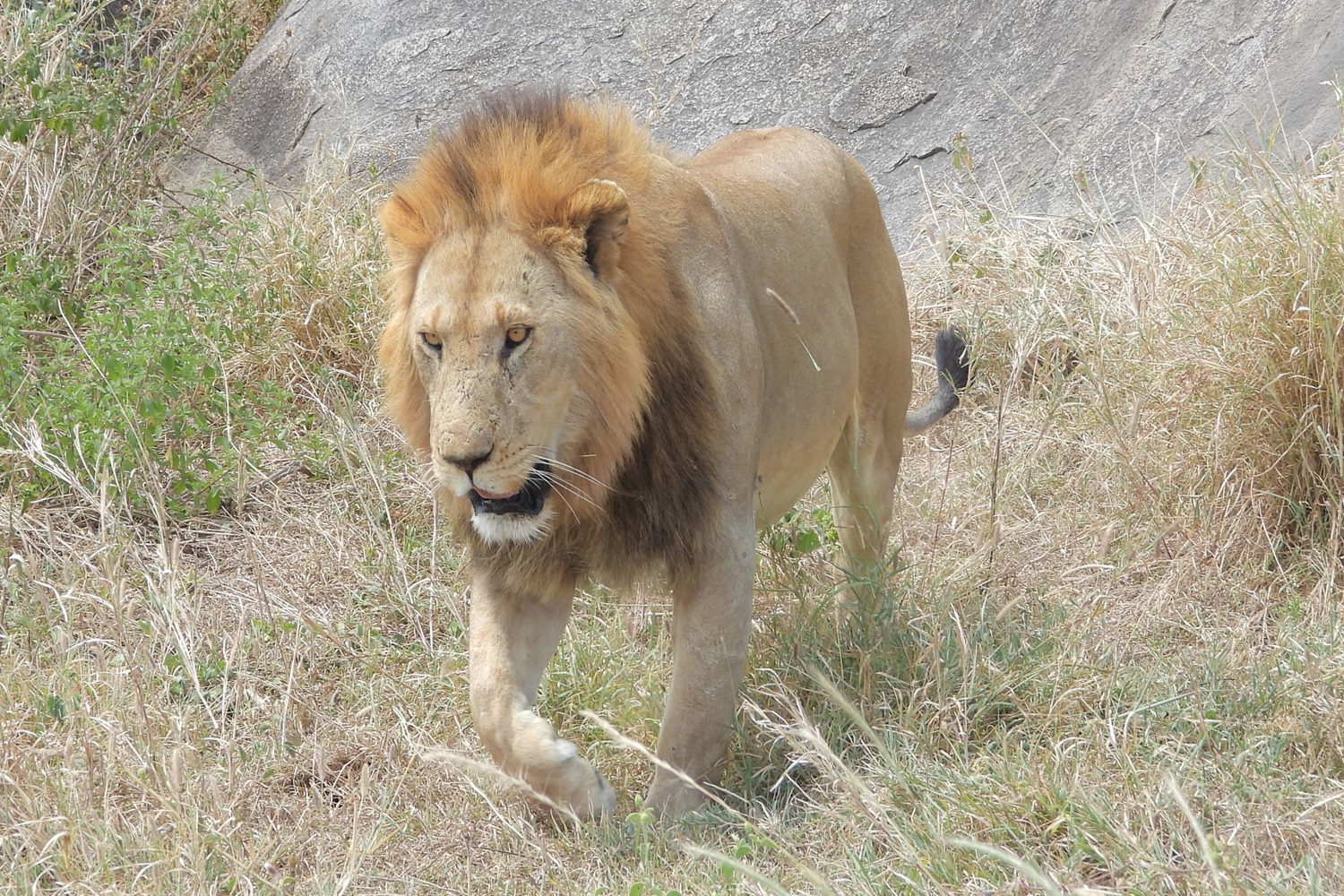 The Best Of Tanzania 11 Days