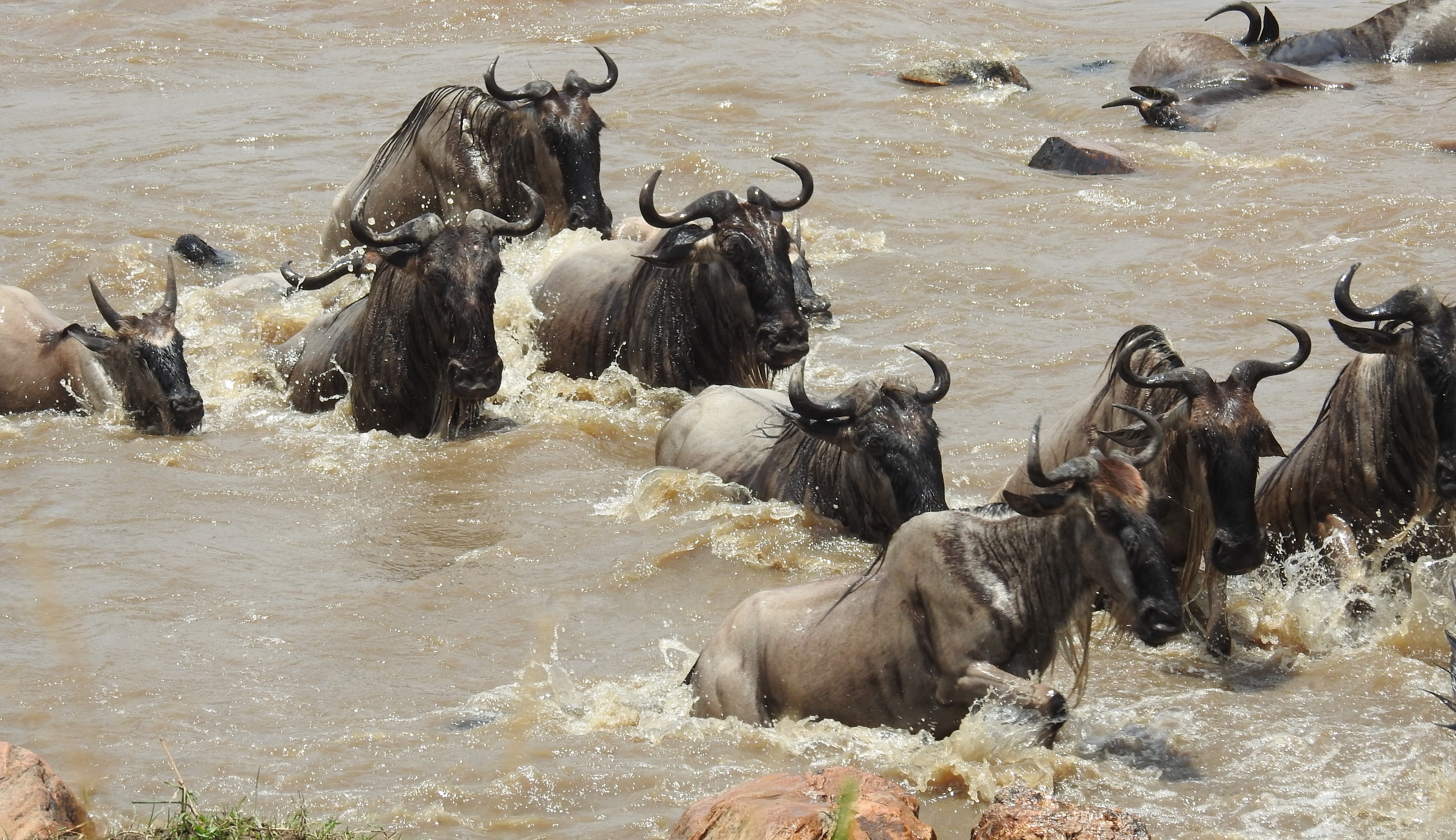 Tanzania Up Close: Culture, Safari and the Great Migration
