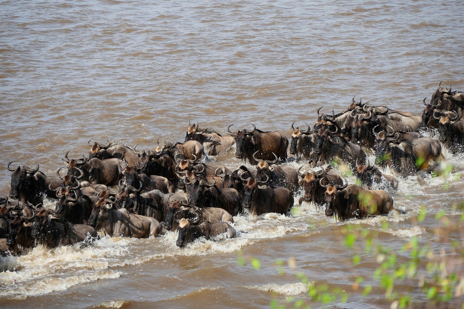 13 Tanzania Up Close: Culture, Safari and the Great Migration