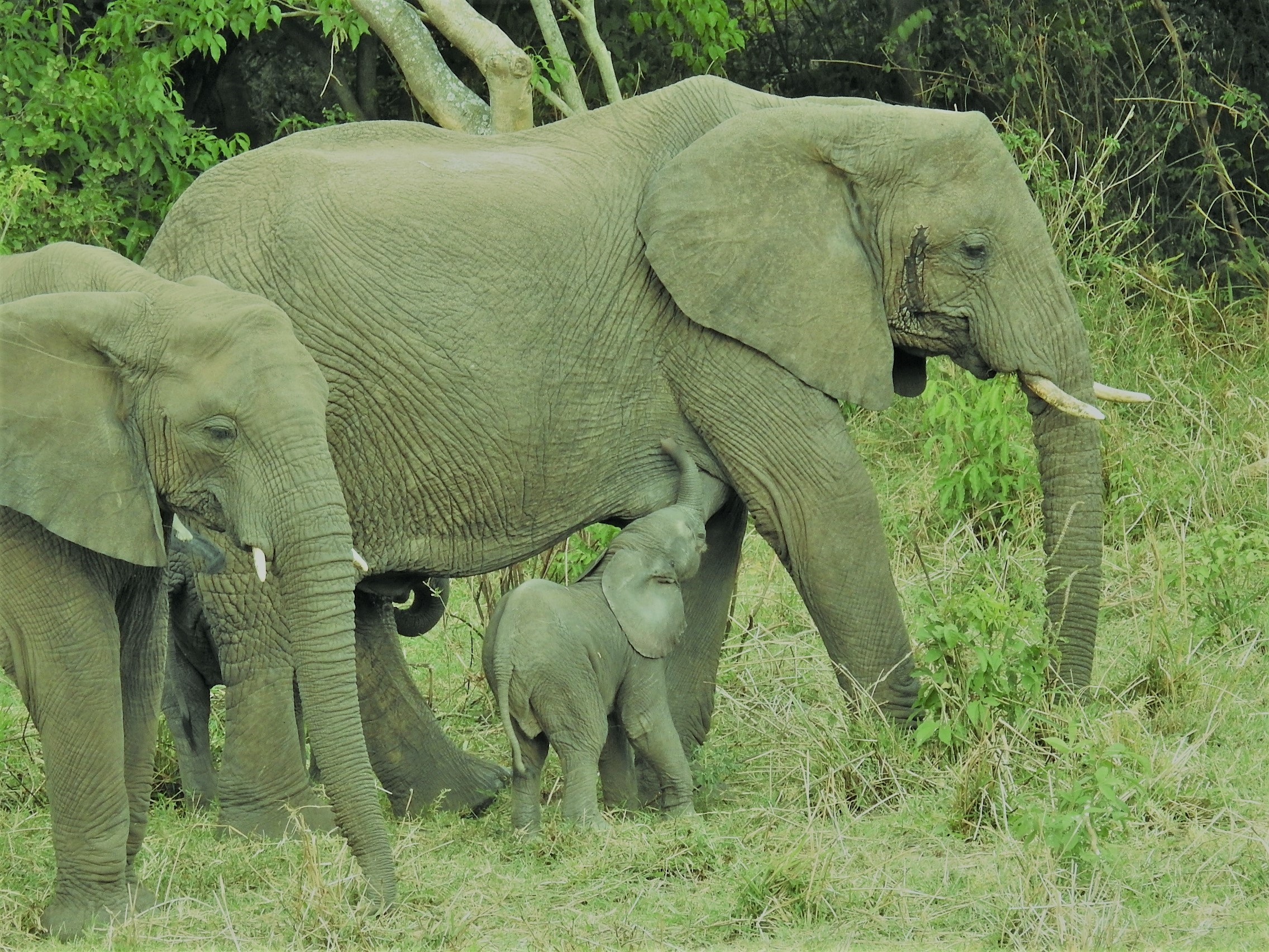 15 The Best of Kenya and Tanzania