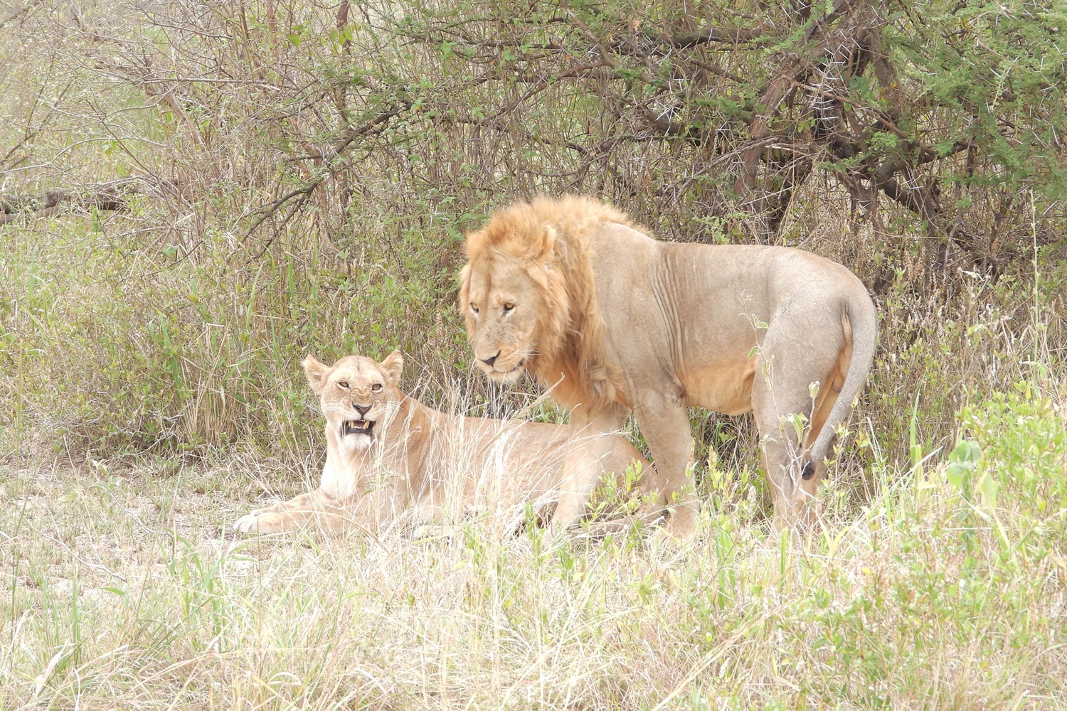 6 Days Tanzania Safari Adventure