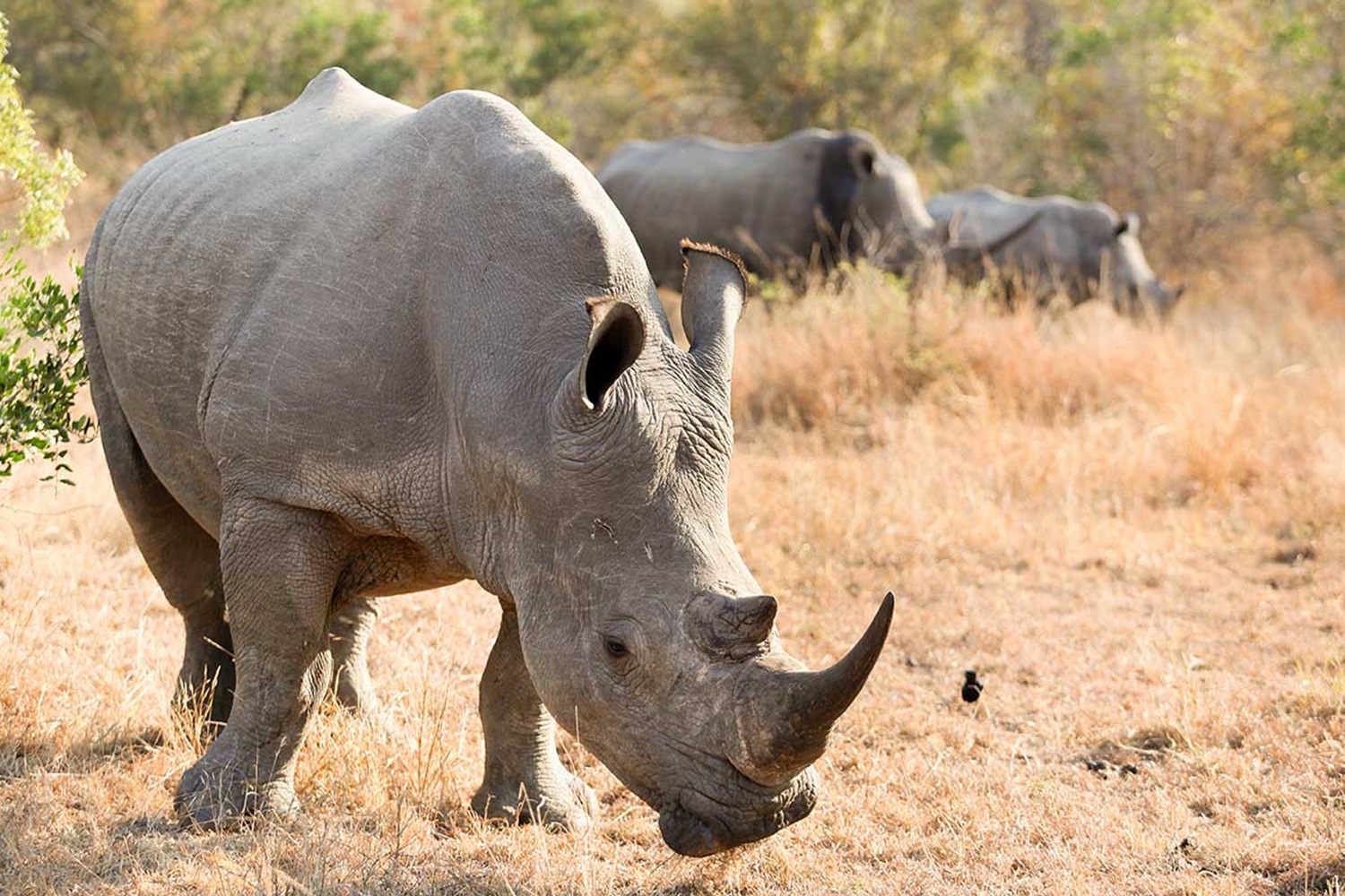 5 Days Tanzania Safari