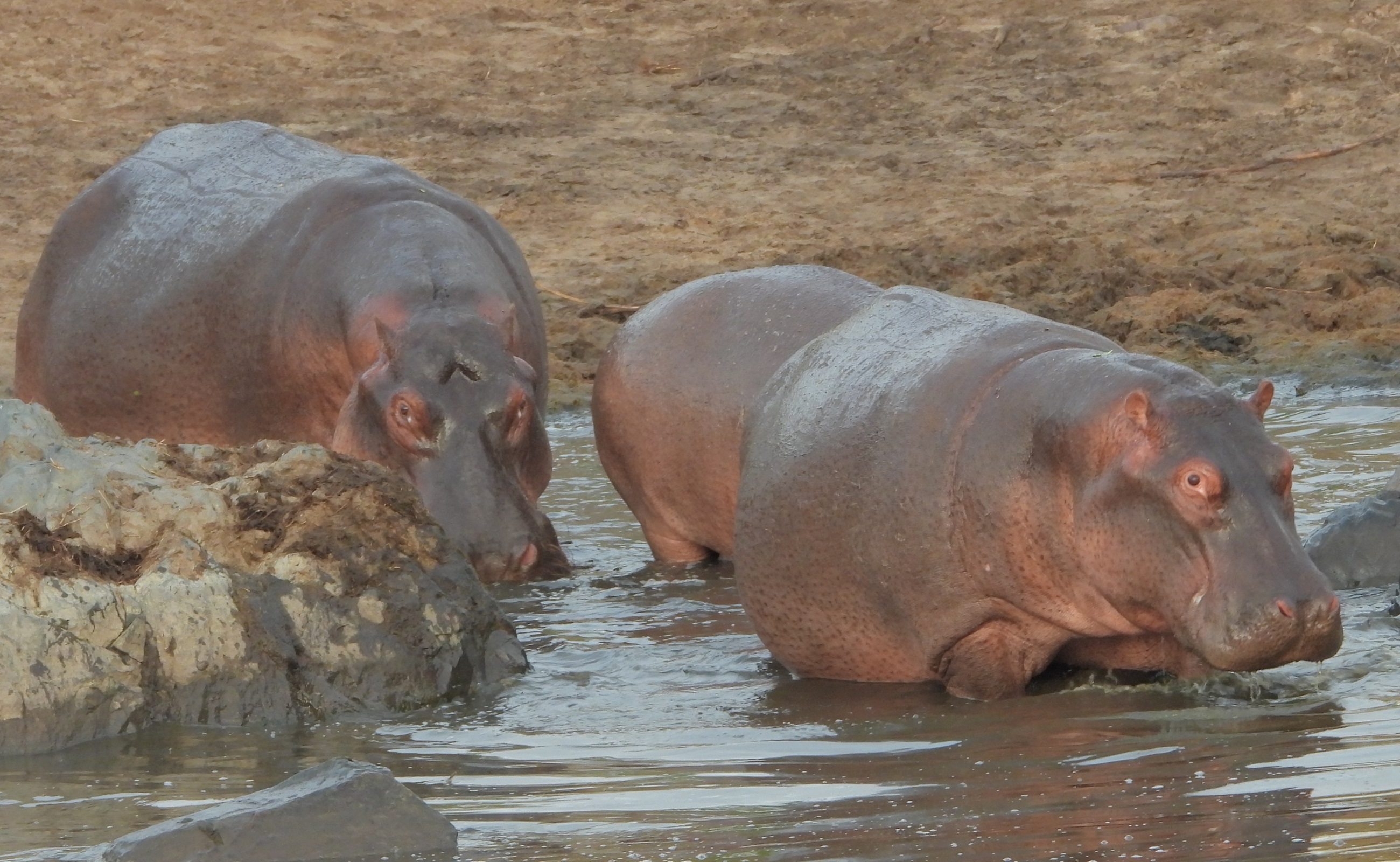 Carnivores Safaris