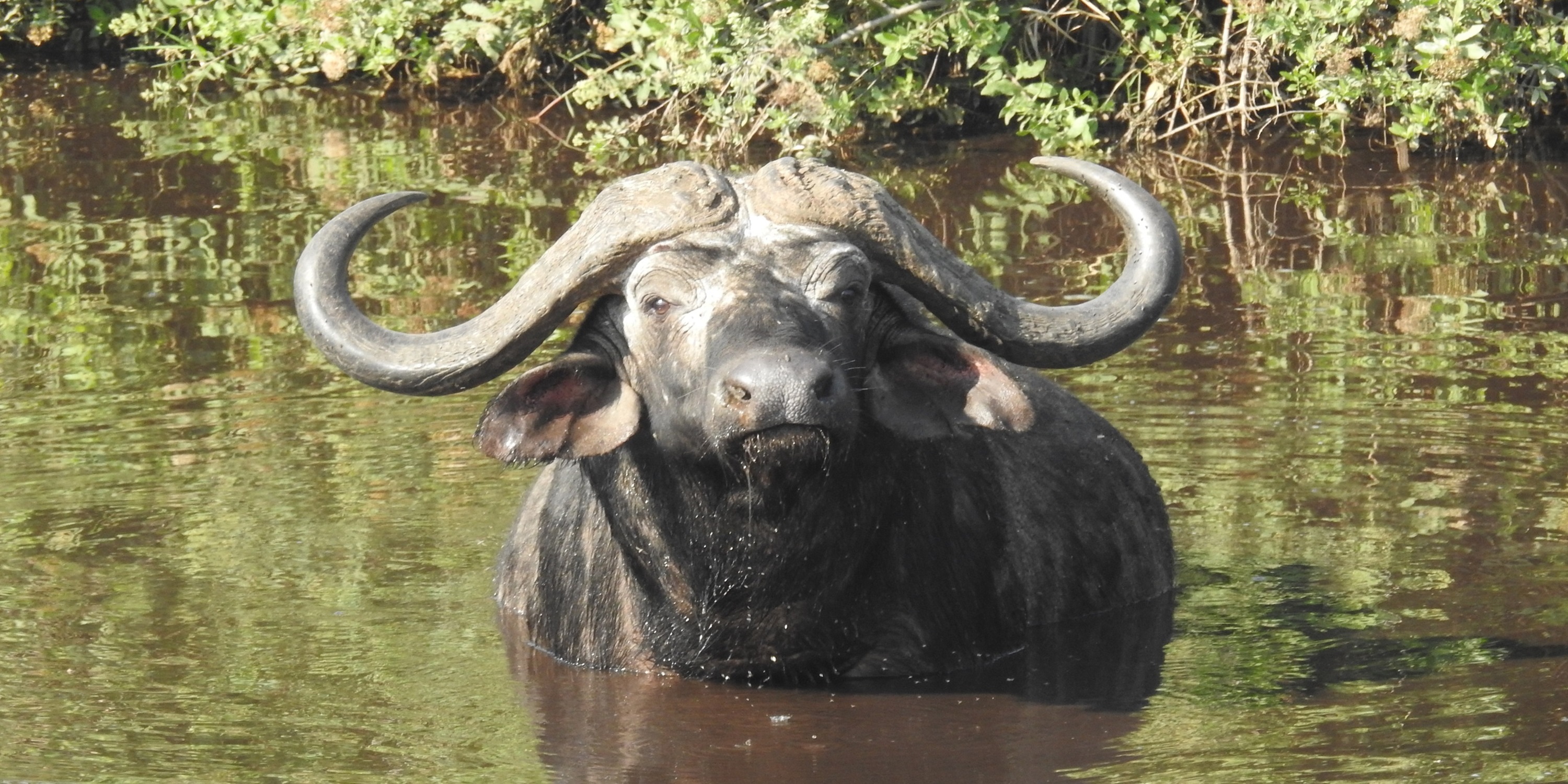 Carnivores Safaris