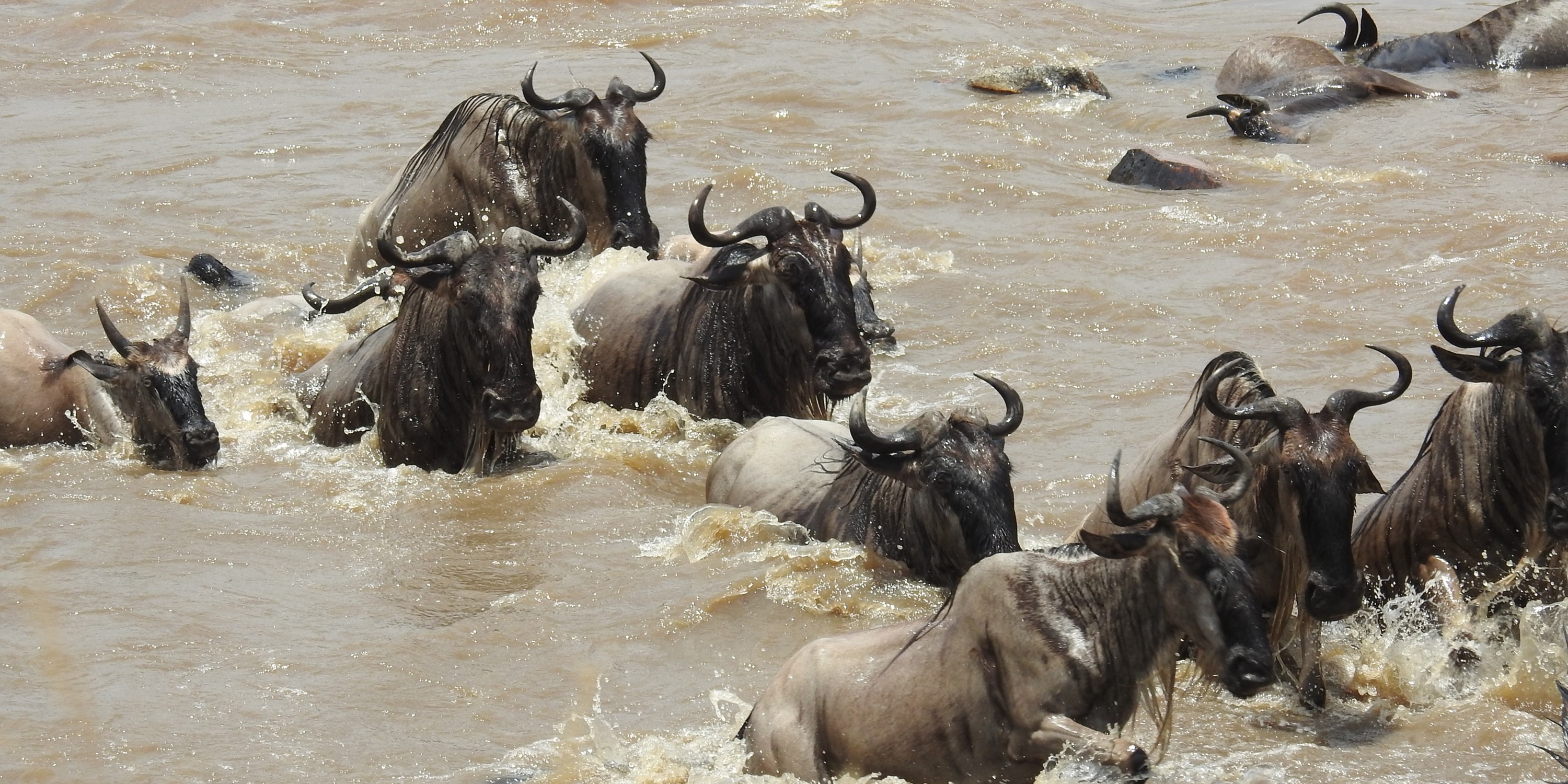 Carnivores Safaris