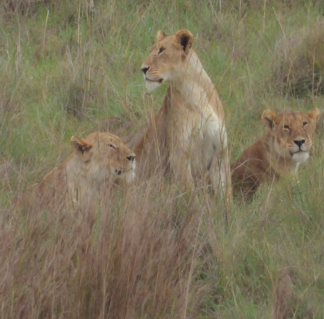 Carnivores Safaris