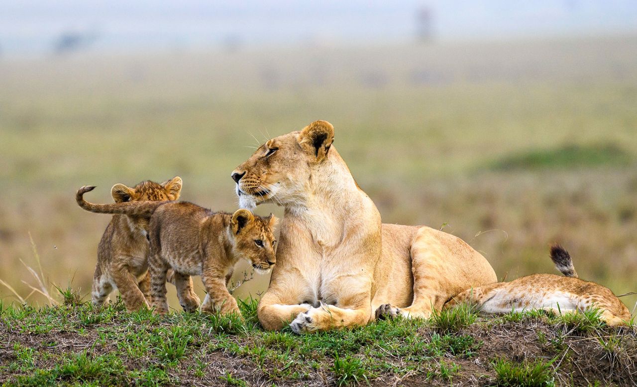 tanzaniasafaris