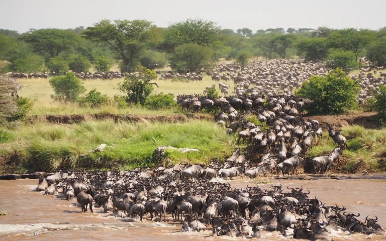 migration