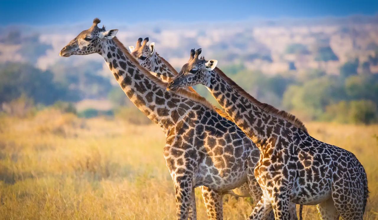 tanzania safaris