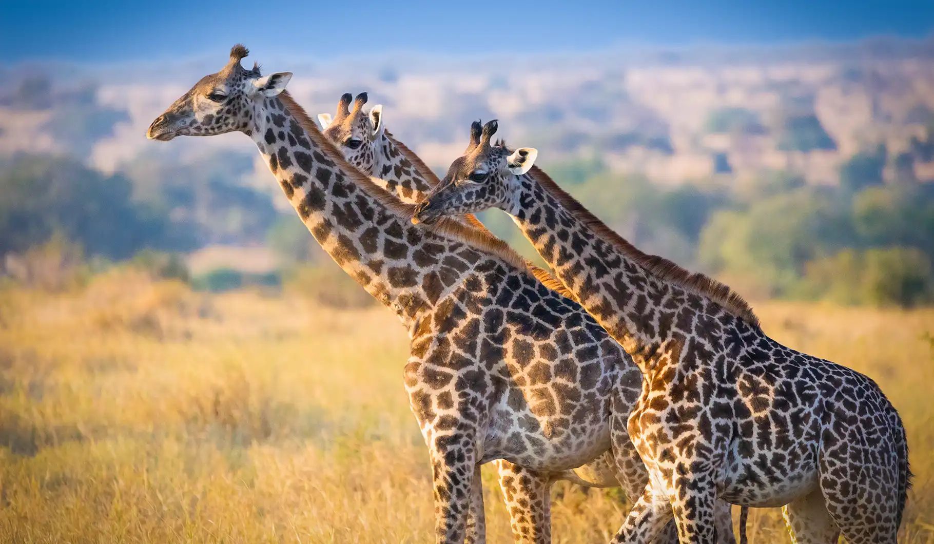 tanzania safaris