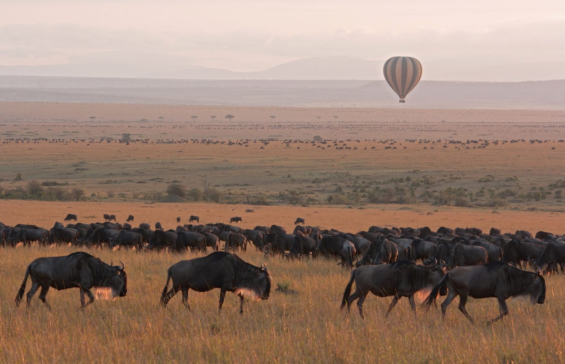 serengeti