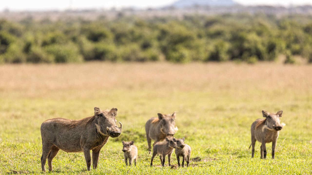 ol-pejeta