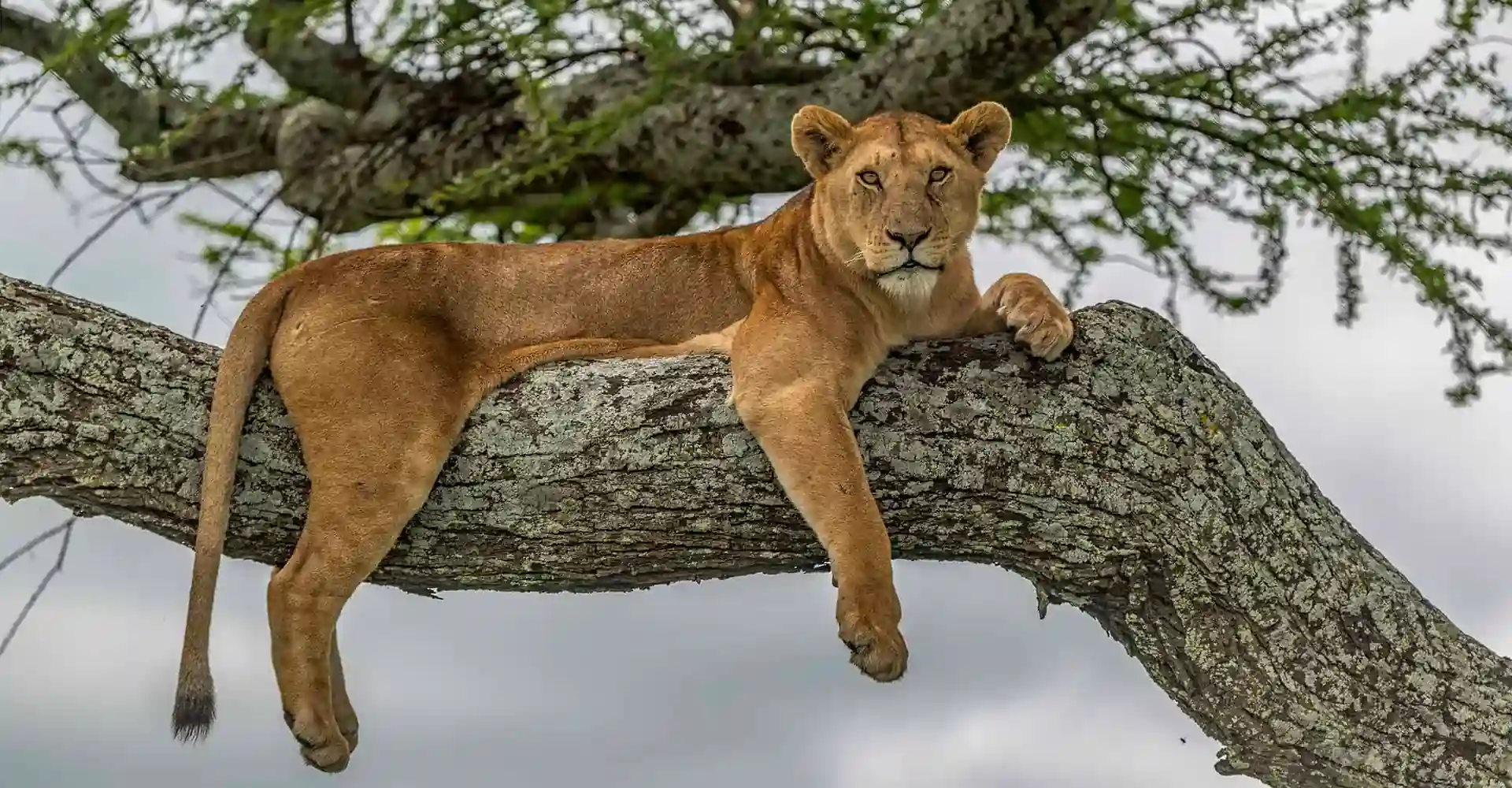 Lake Manyara National Park