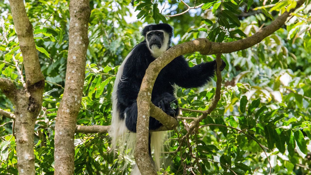 arusha