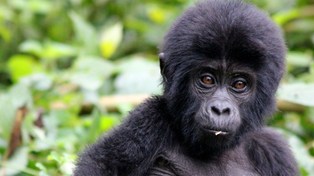uganda