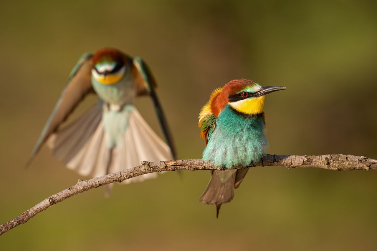 bird