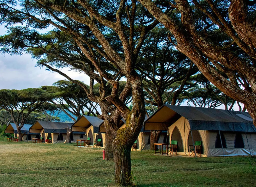 Safari Vehicles