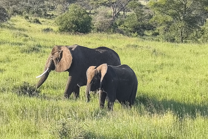 Carnivores Safaris