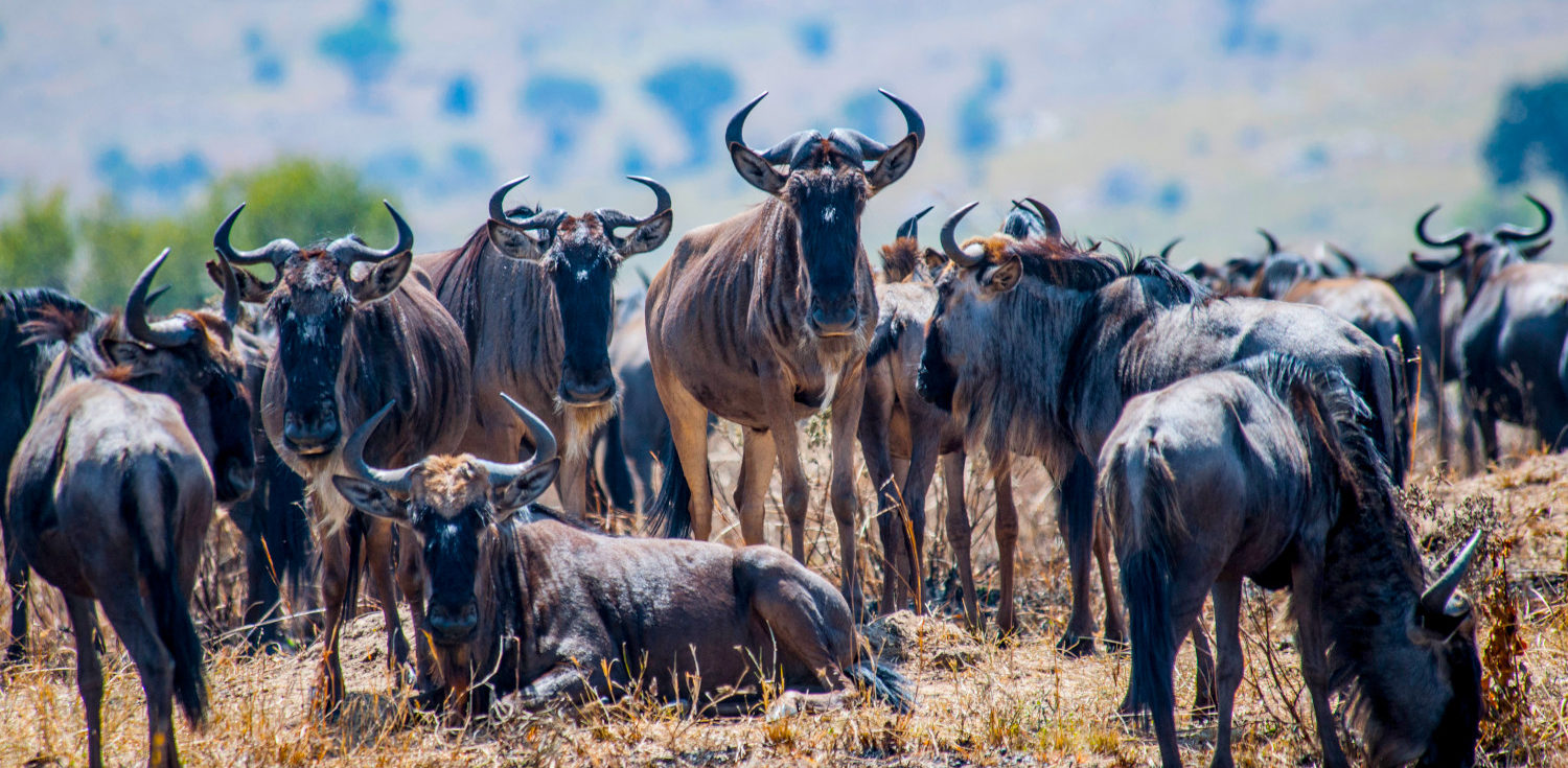 Blue Wildebeest Facts, Diet, Physical Appearance And Comparison
