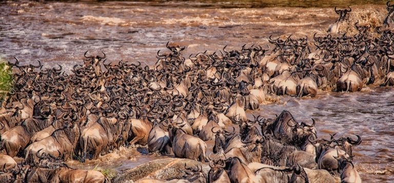 Tanzania Wildebeest Migration Safari, 8 Days