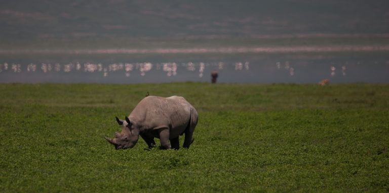 10 Days Northern Tanzania Safari Tarangire, Ngorongoro & Serengeti