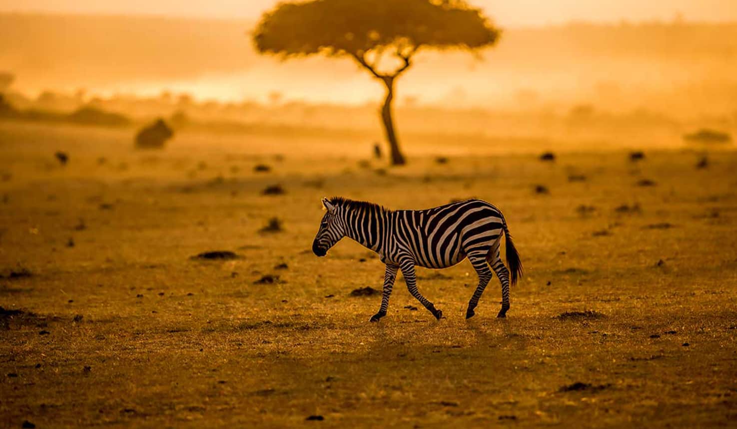 Tanzania Safaris Tanzania Safaris, Luxury africa safari, Africa tours