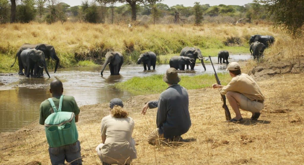 Tanzania Tours Tarangire Tanzania Safaris, Luxury africa safari, Africa tours