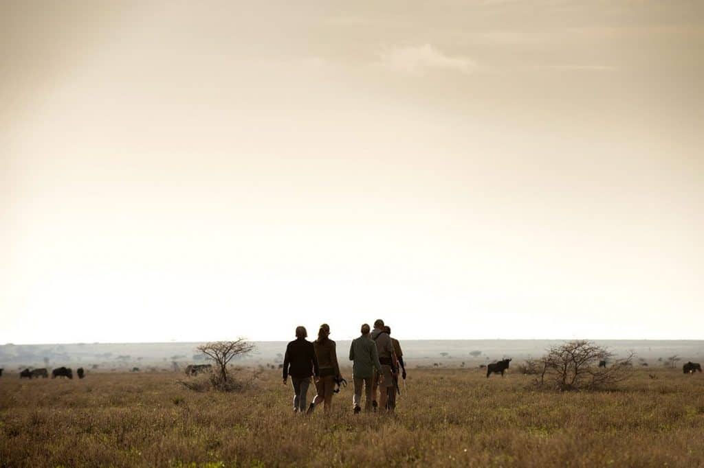 Tanzania NorthSerengeti LegendaryMwibaWalking 2 Tanzania Safaris, Luxury africa safari, Africa tours