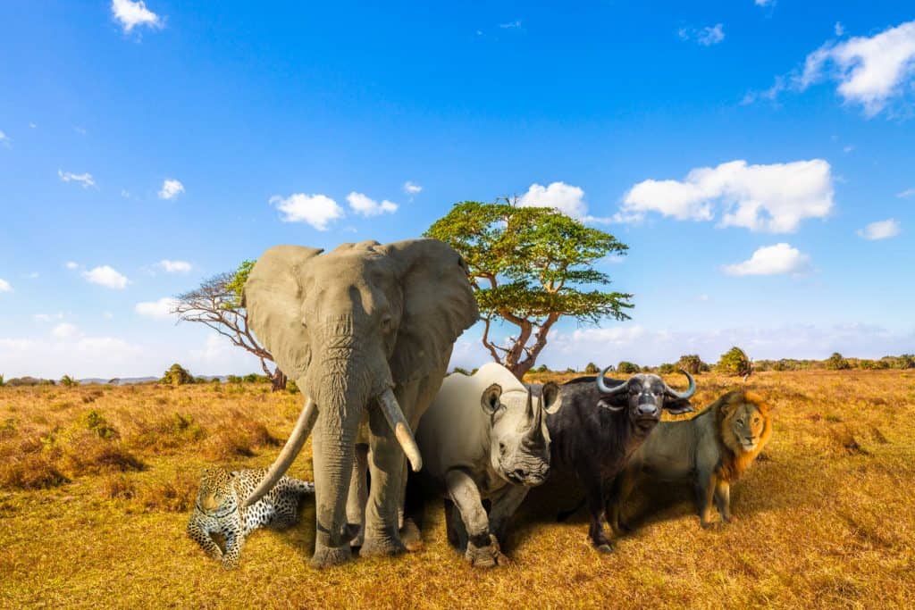 Big Five safari Tanzania