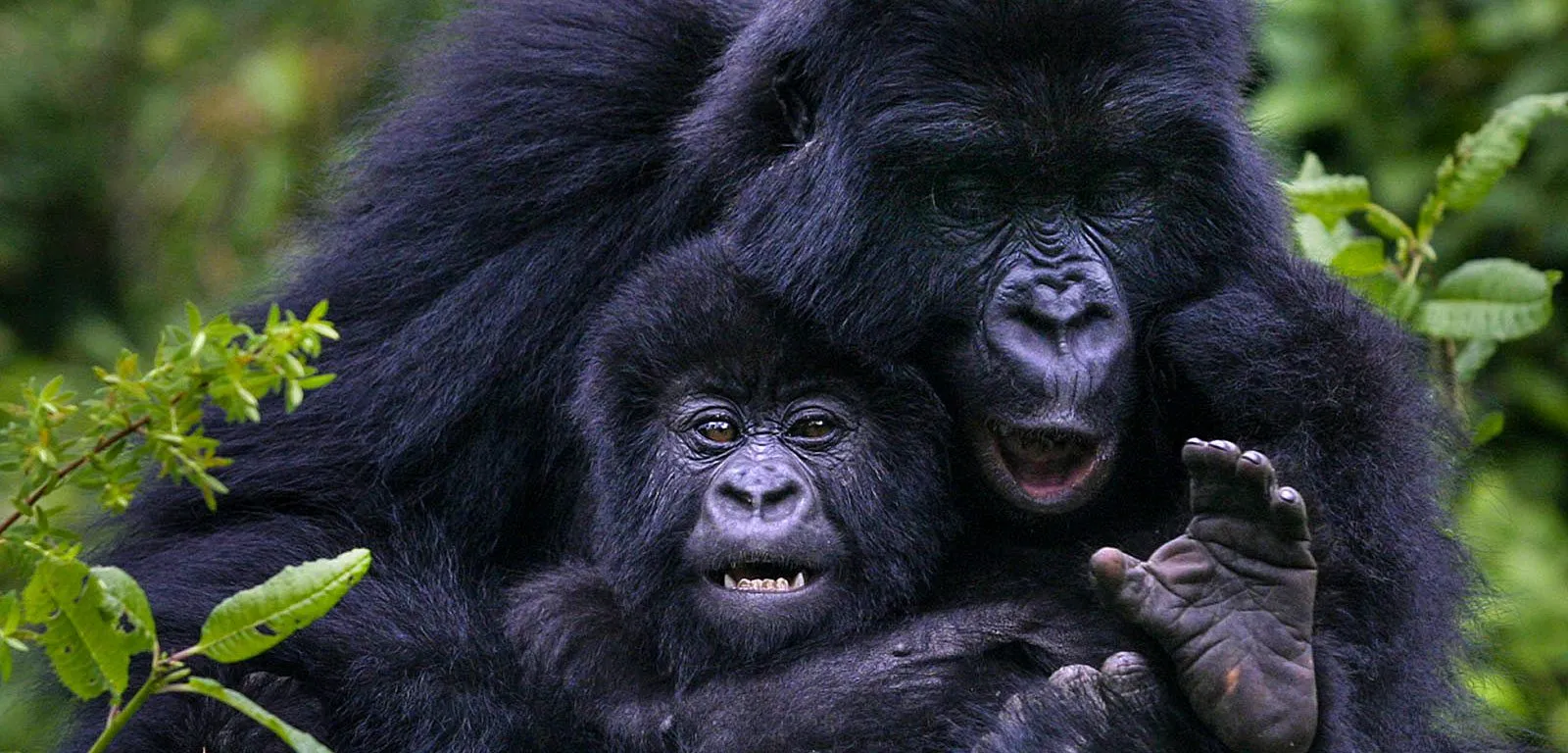 Tracing the history of gorilla trekking in Uganda and Rwanda 1 Tanzania Safaris, Luxury africa safari, Africa tours