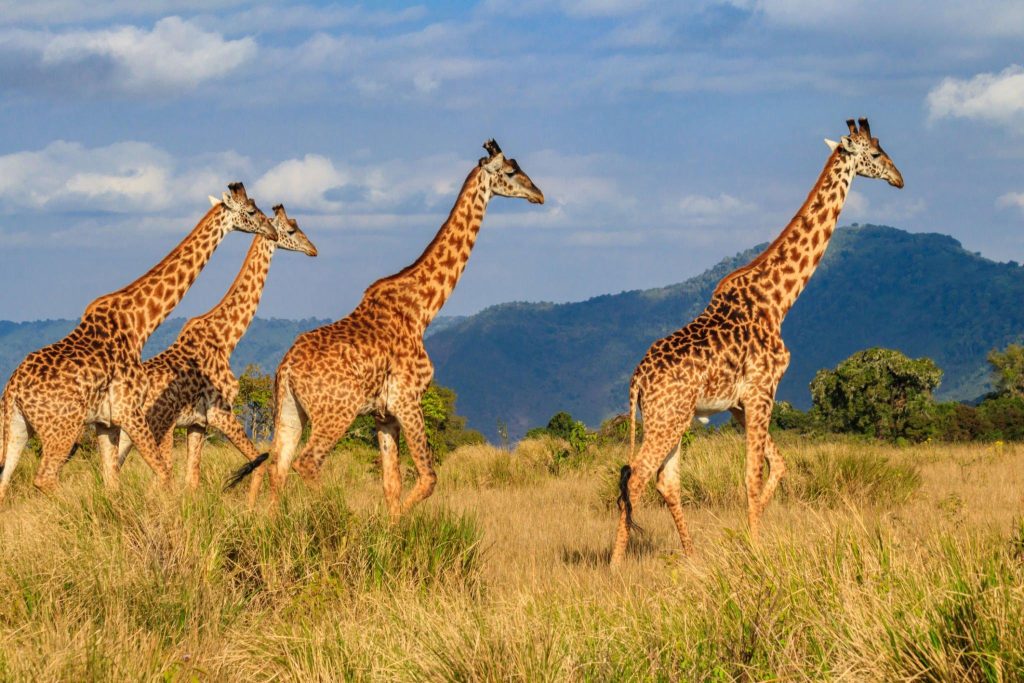 giraffe tanzania Tanzania Safaris, Luxury africa safari, Africa tours