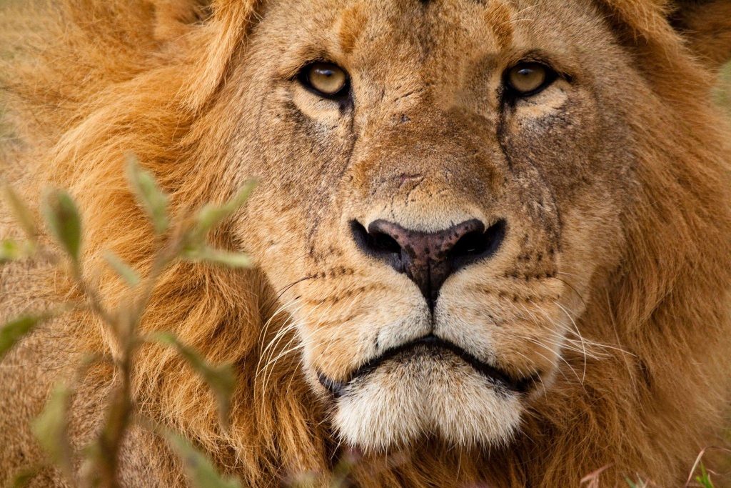 lionkenya Tanzania Safaris, Luxury africa safari, Africa tours